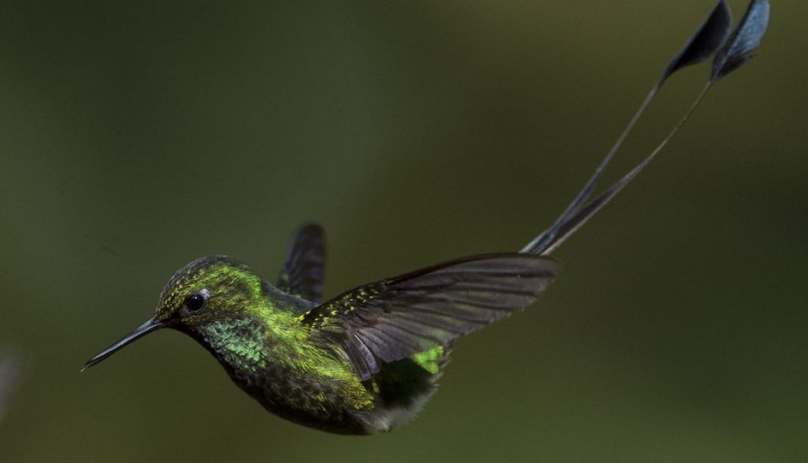 COLOMBIA-BIRDS-FAIR